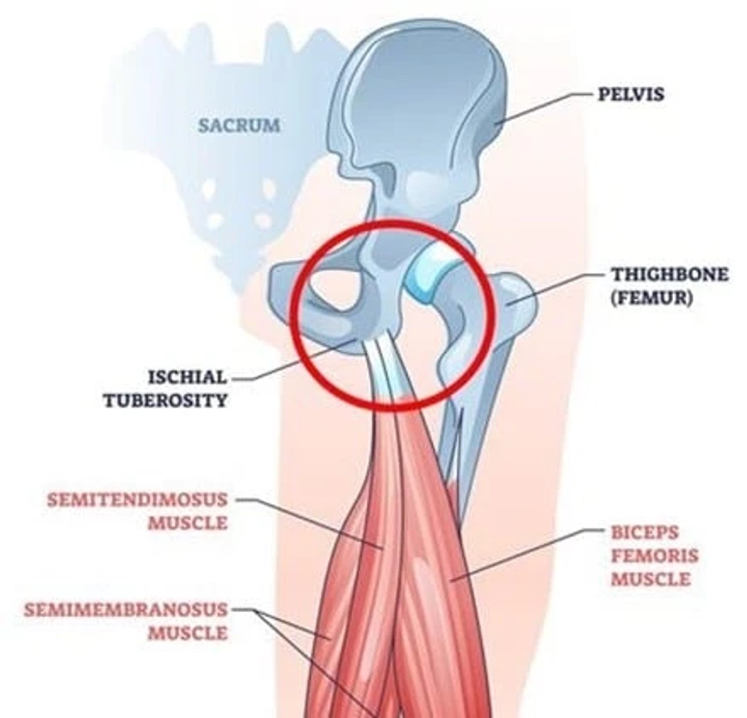 Pelvis anatomy