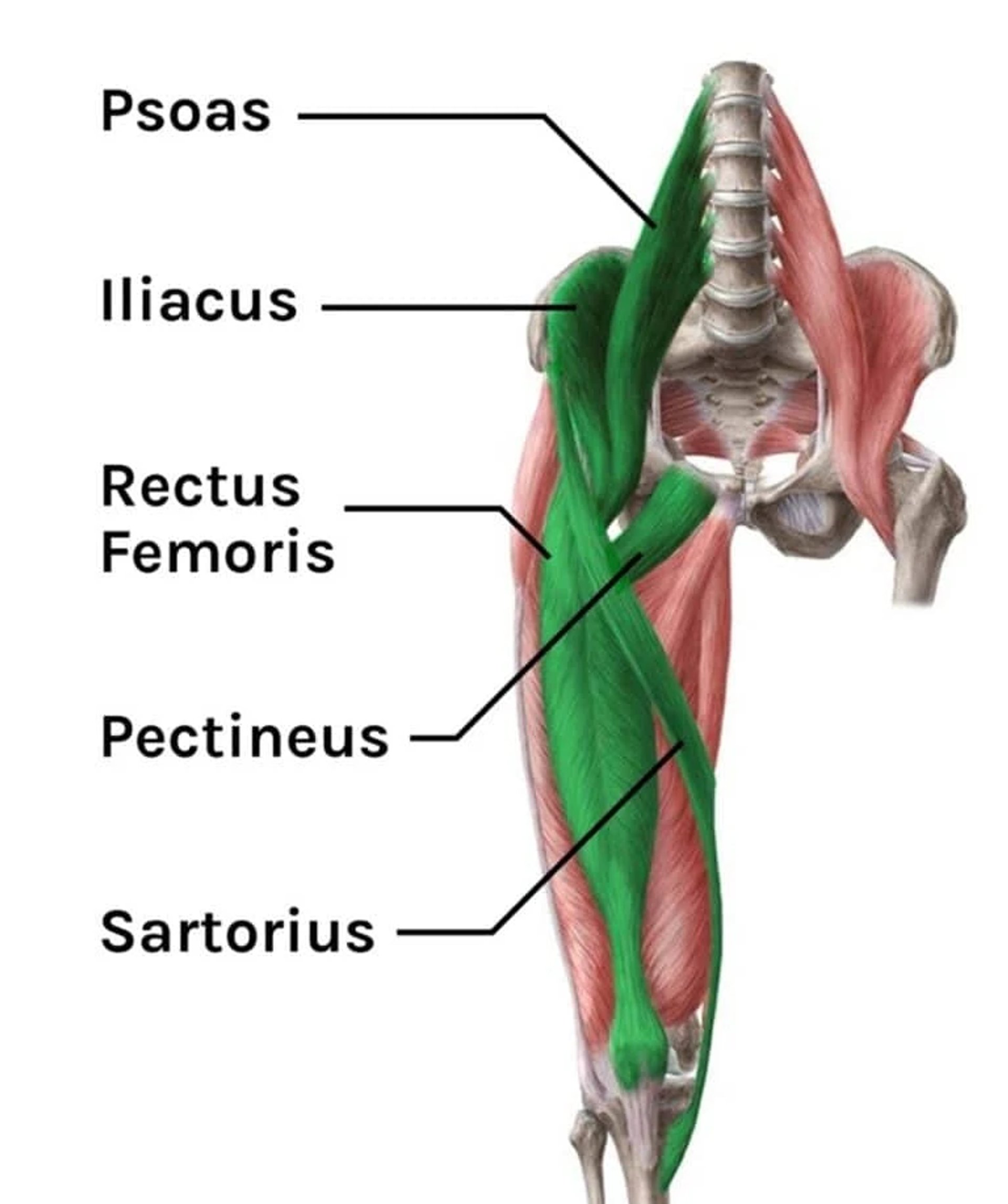 Hip flexor anatomy