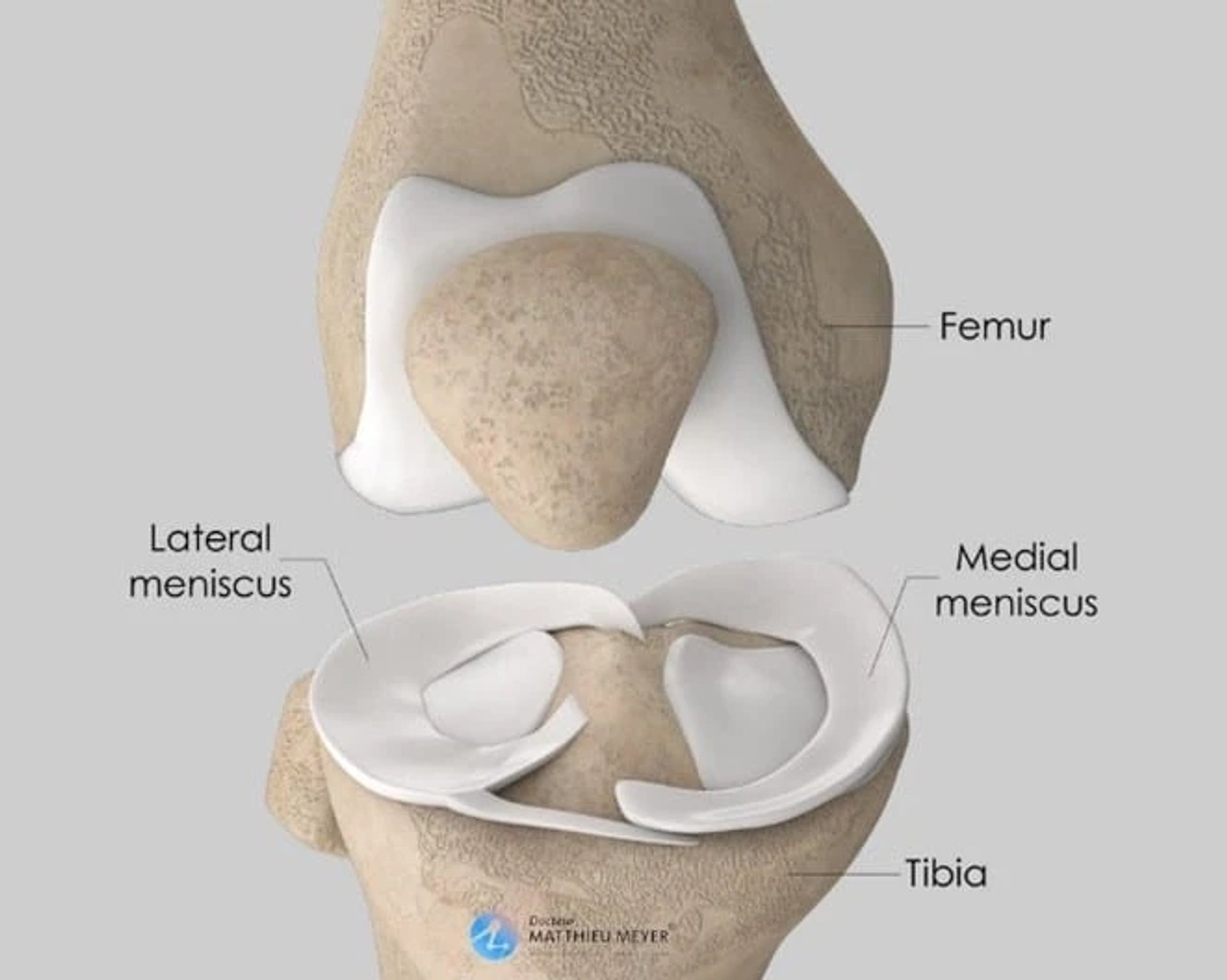 Meniscus anatomy