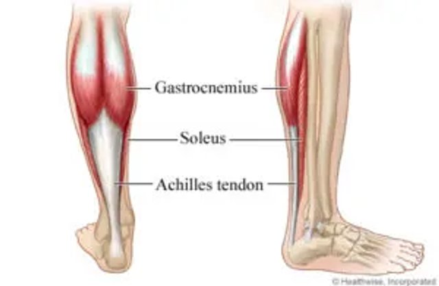 Calf anatomy