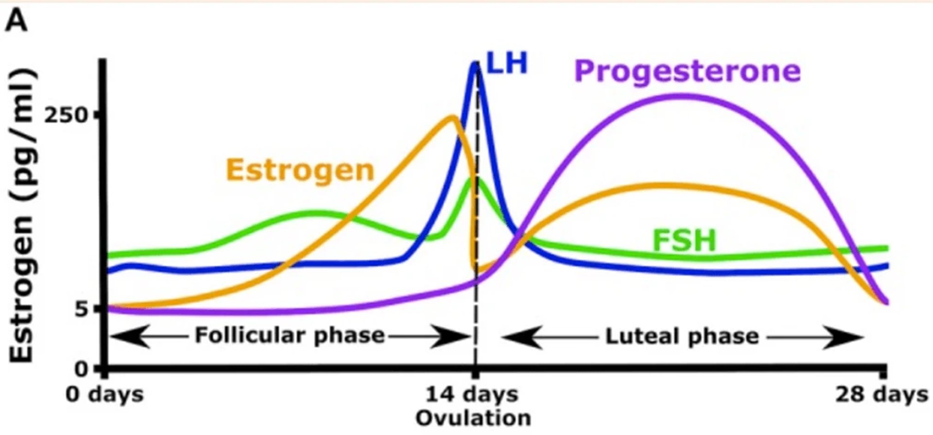Menstrual cycle hormone graph