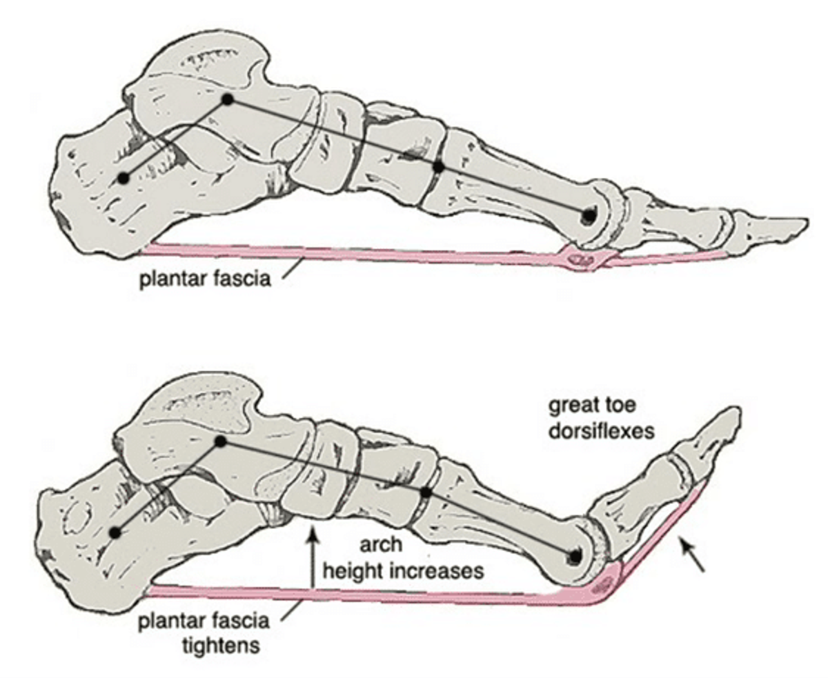 Running mechanics