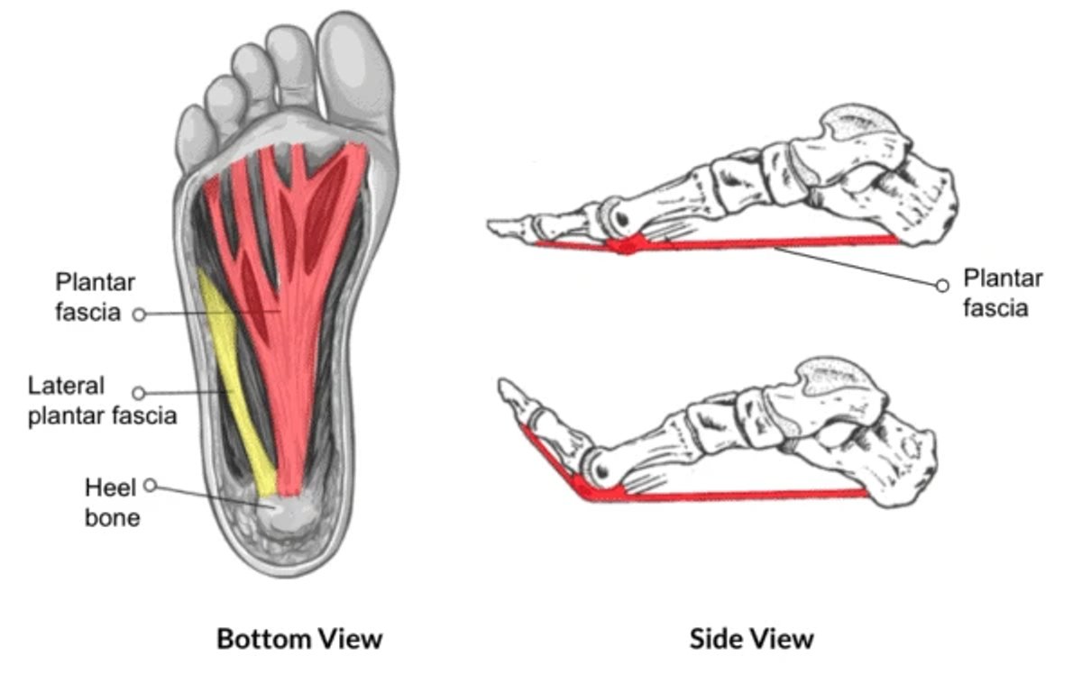 Plantar fascia anatomy