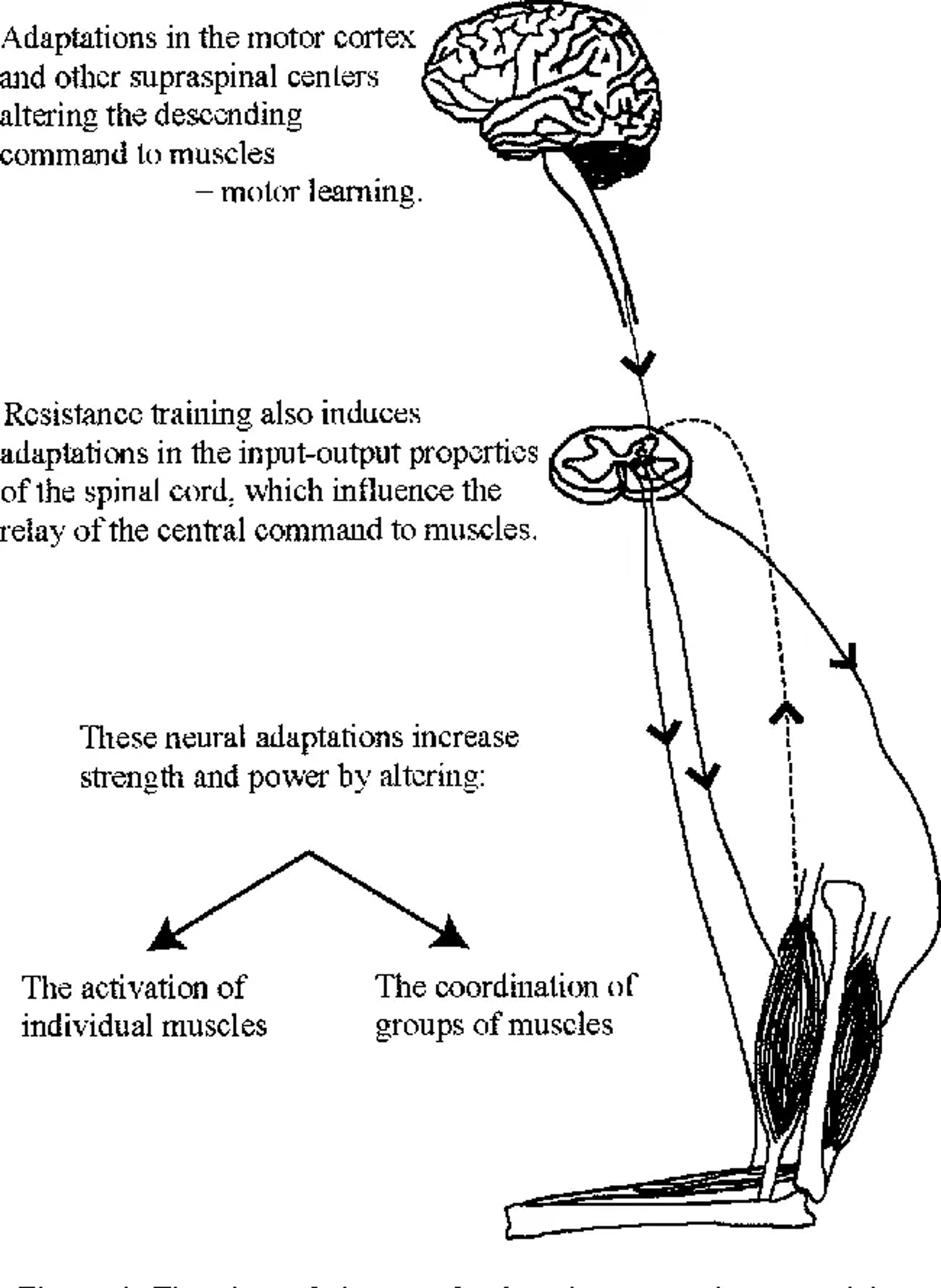 Brain activation diagram