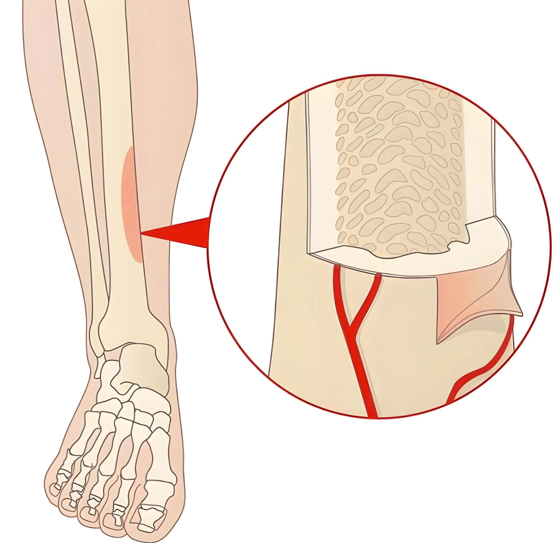 Shin anatomy