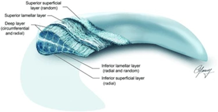 Meniscus cross section