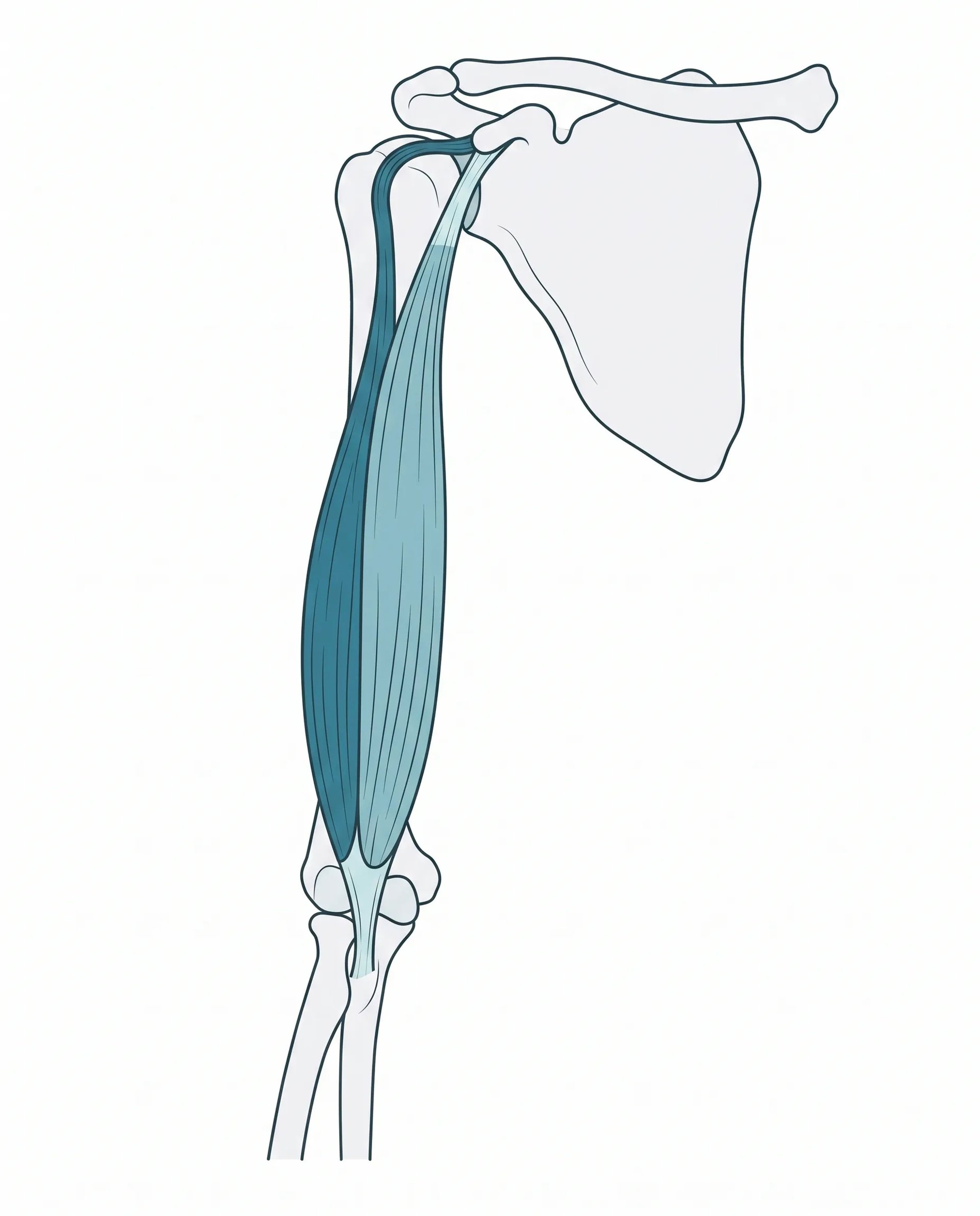 Front view of the right shoulder and arm, with the long head of the biceps in dark teal running from the top of the shoulder socket down the front of the upper arm, and the short head in light teal.