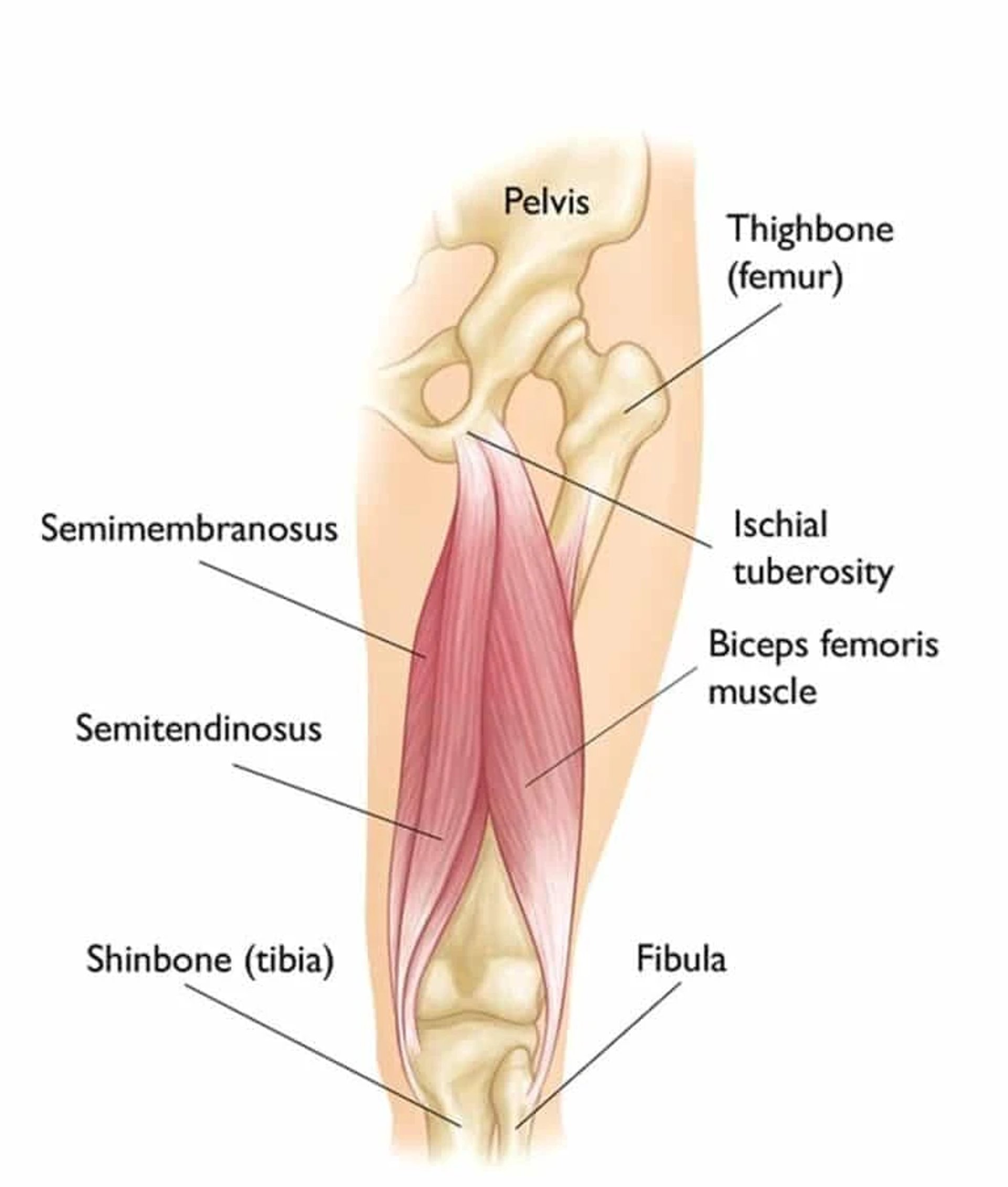 Hamstring anatomy