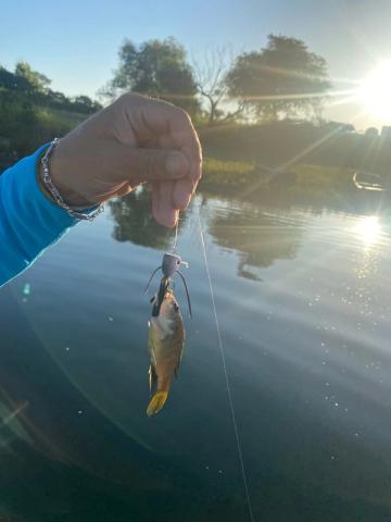 Panfish, Willis Point, Texas