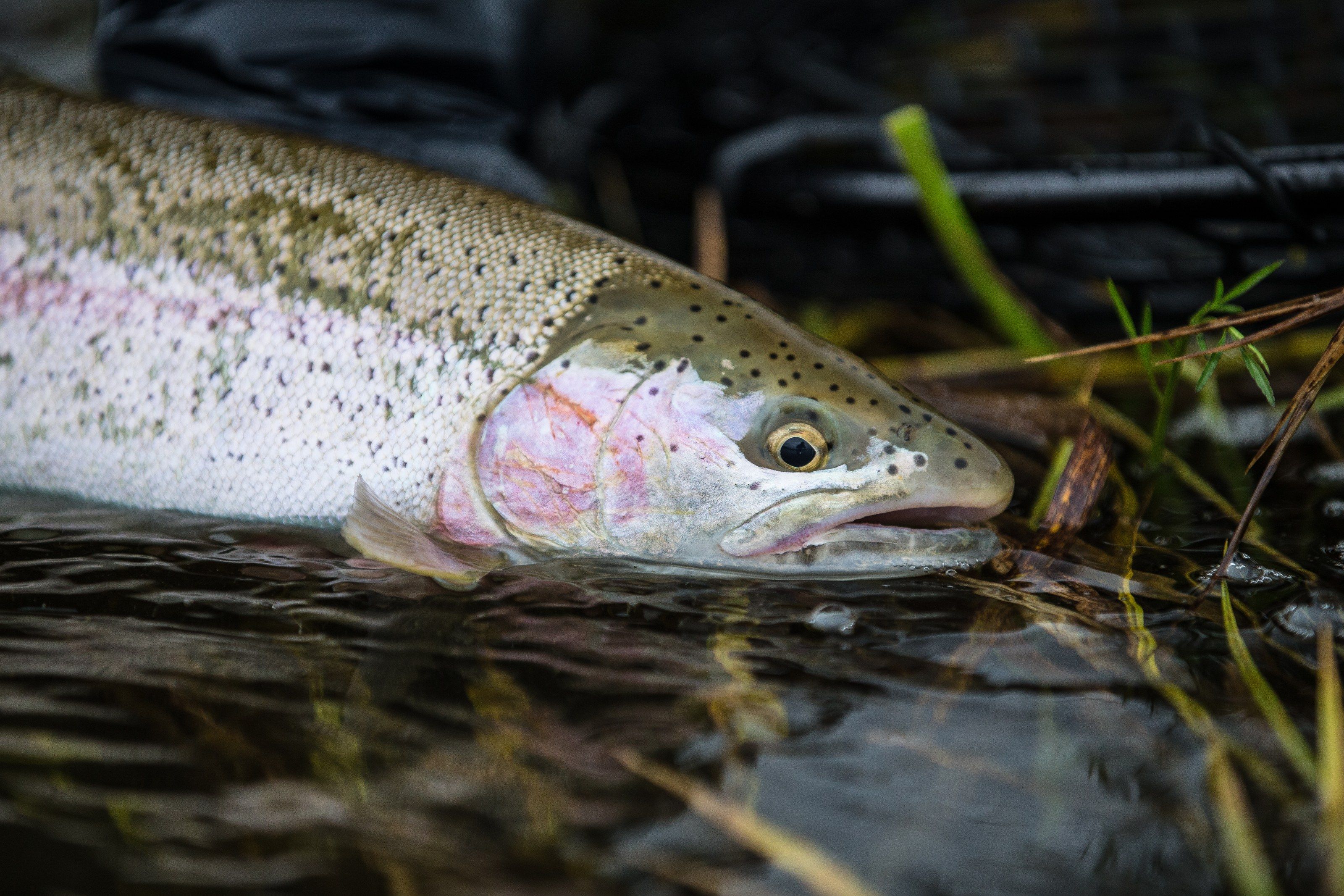 Alaska Rainbow Lodge