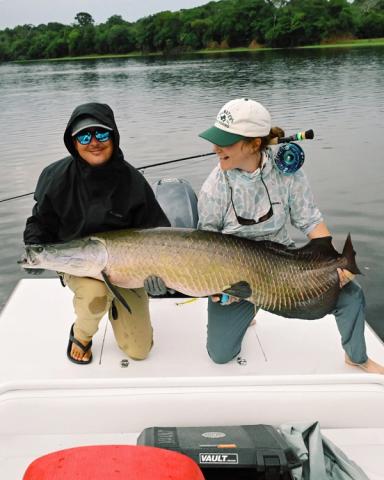 Arapaima, Pirarucu