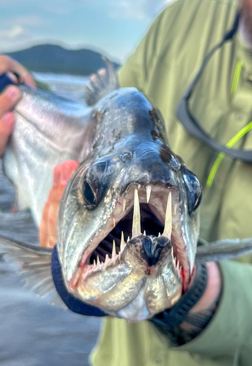 Payara caught near Colombia