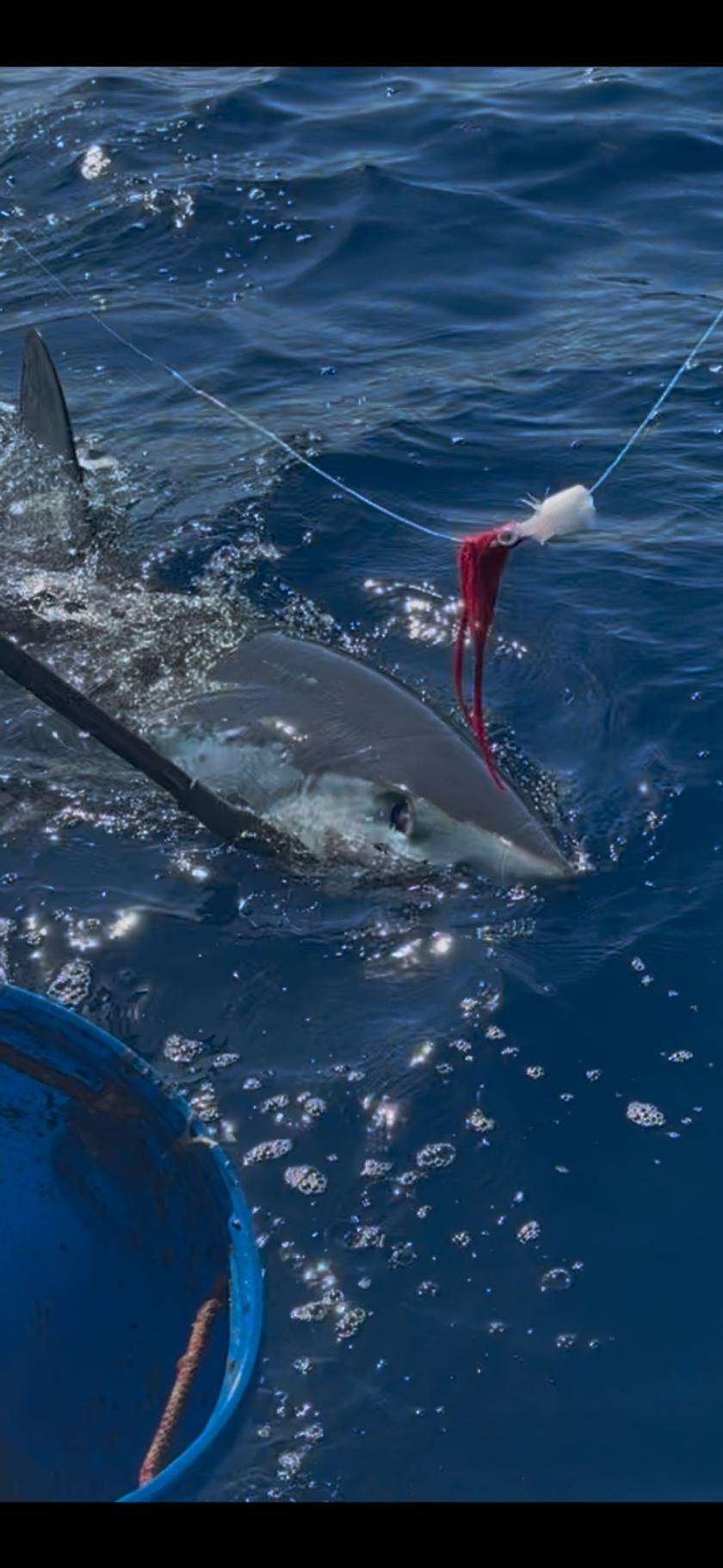 Mako caught near San Diego