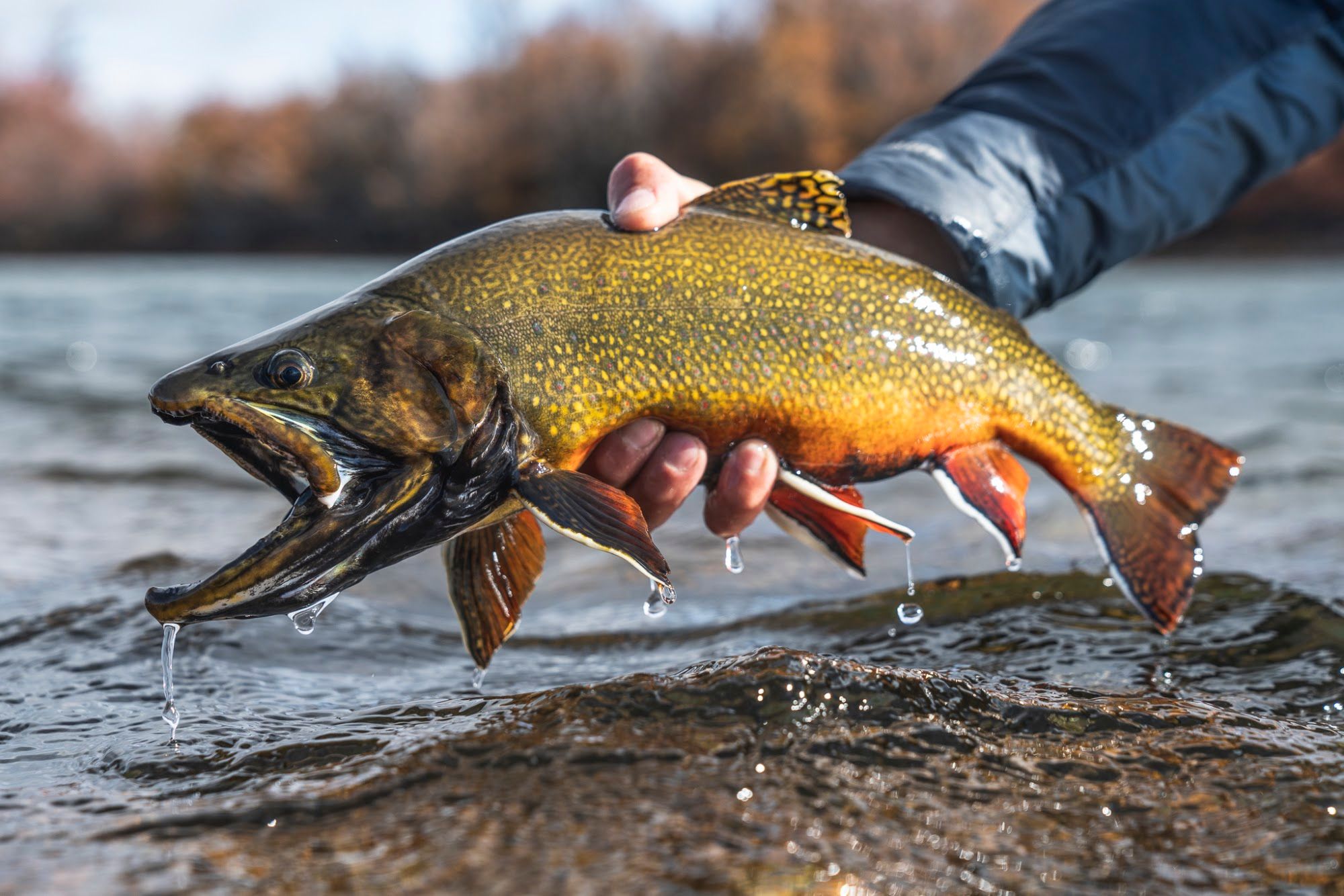 Patagonia River Guides Trevelin