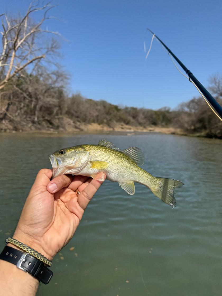 Largemouth Bass caught near Glen Rose, Texas