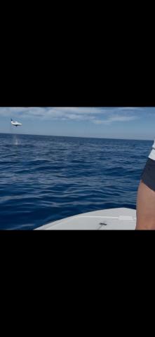 Mako, San Diego