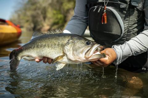 Largemouth Bass, Texas