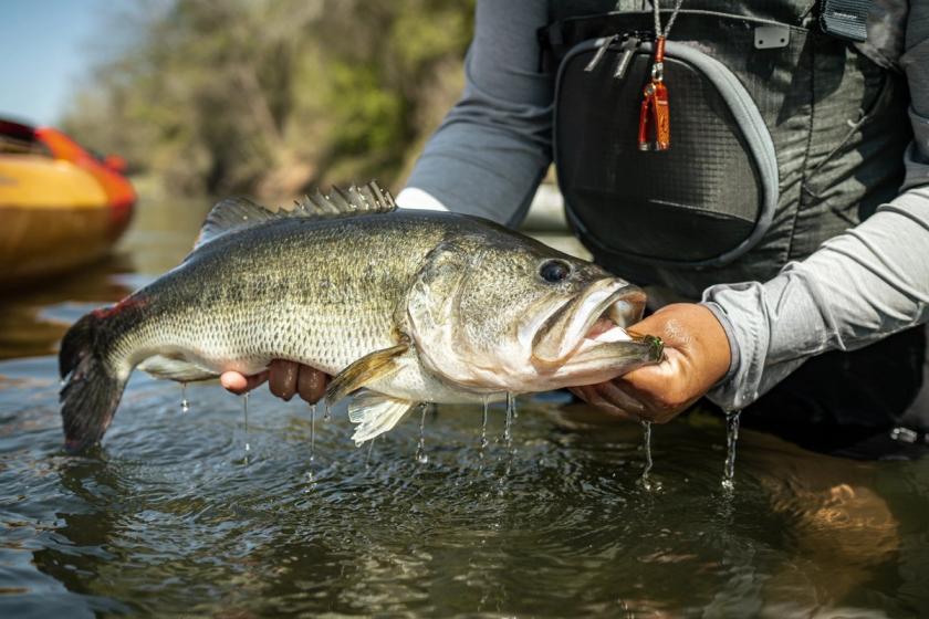 Largemouth Bass caught near Texas