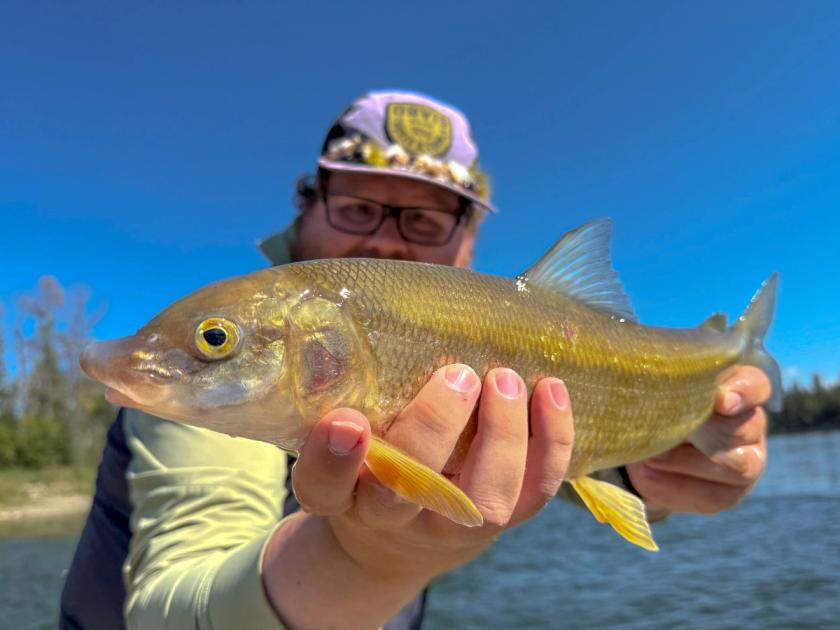 Mountain Whitefish caught near Alberta, Canada