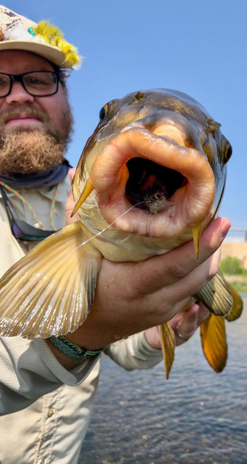 Common Carp caught near Texas