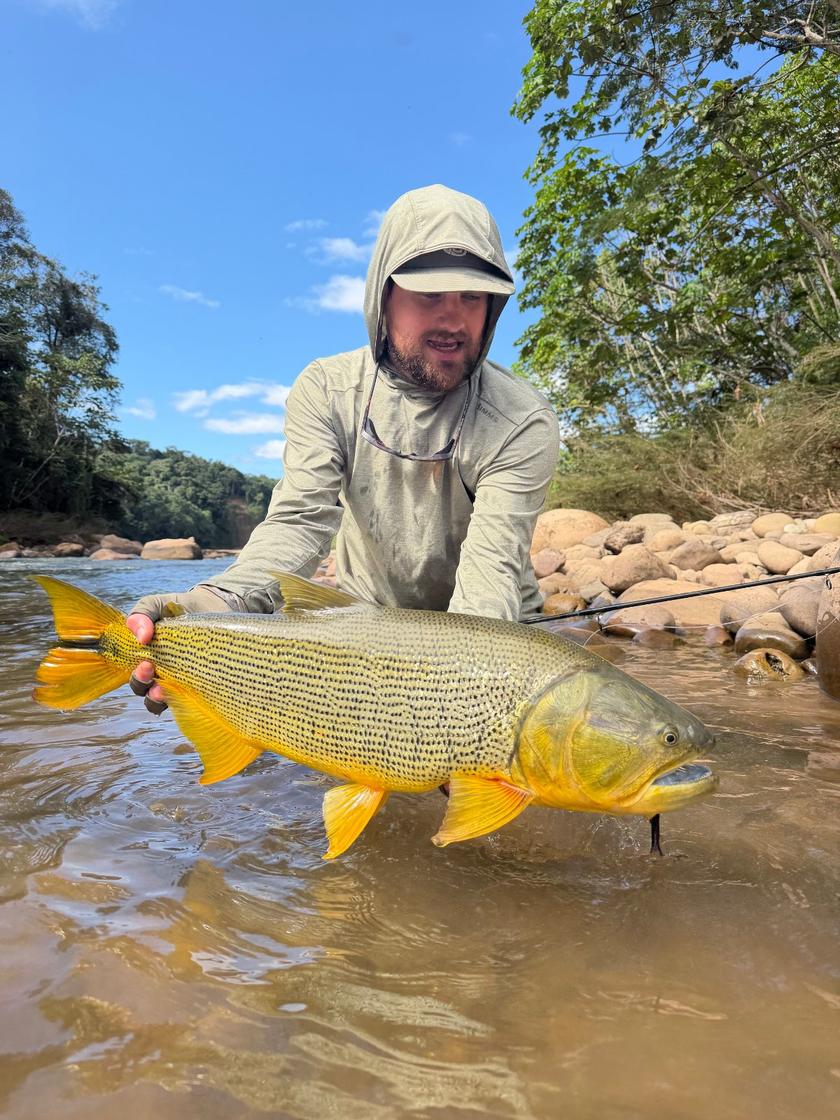 Golden Dorado caught at Pluma Lodge