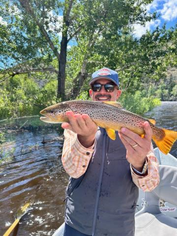 Brown Trout, Silver Bow Club