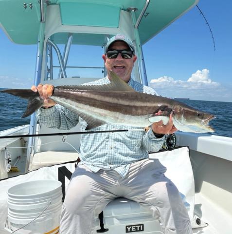 Cobia, Chesapeake Bay