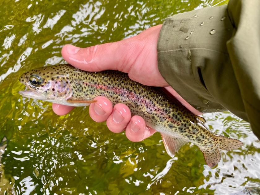Rainbow Trout caught near Sitka, Alaska