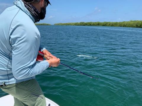Tarpon, Turneffe Flats Lodge