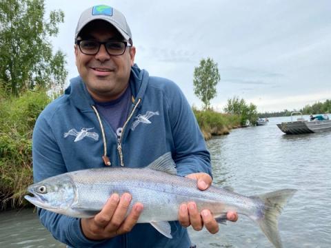 Sockeye Salmon, Saldonta, Alaska