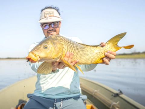 Common Carp, Texas