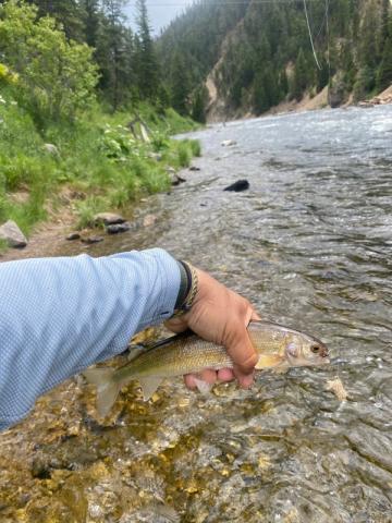 Mountain Whitefish, West Yellowstone, Montana