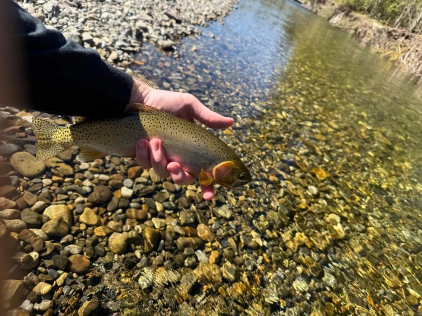 Westslope Cutthroat caught near Alberta