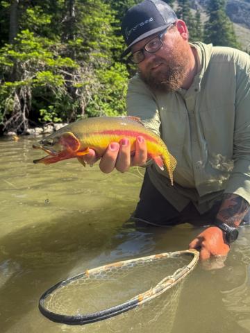 Golden Trout, Canada
