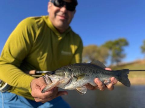 Largemouth Bass, Willis Point, Texas
