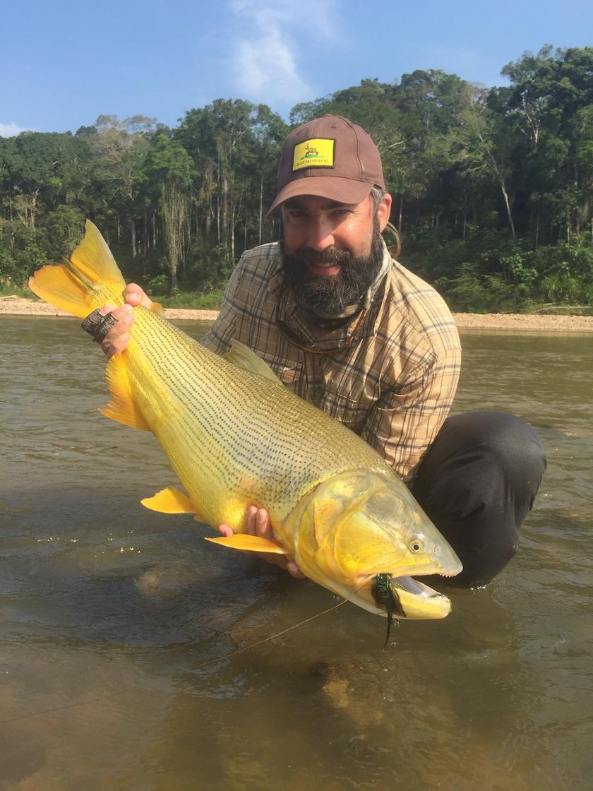 Golden Dorado caught at Pluma Lodge