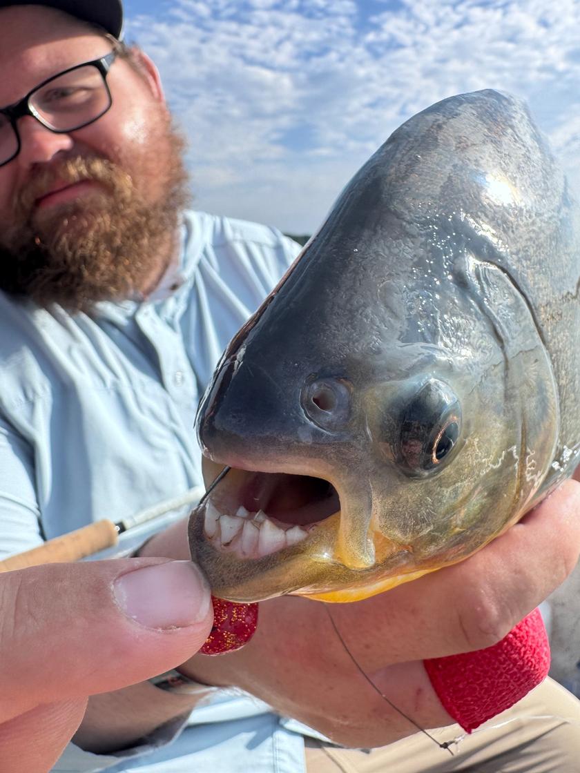 Piranha caught near Argentina
