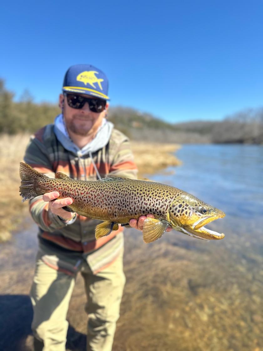 Brown Trout caught at White River Trout Club
