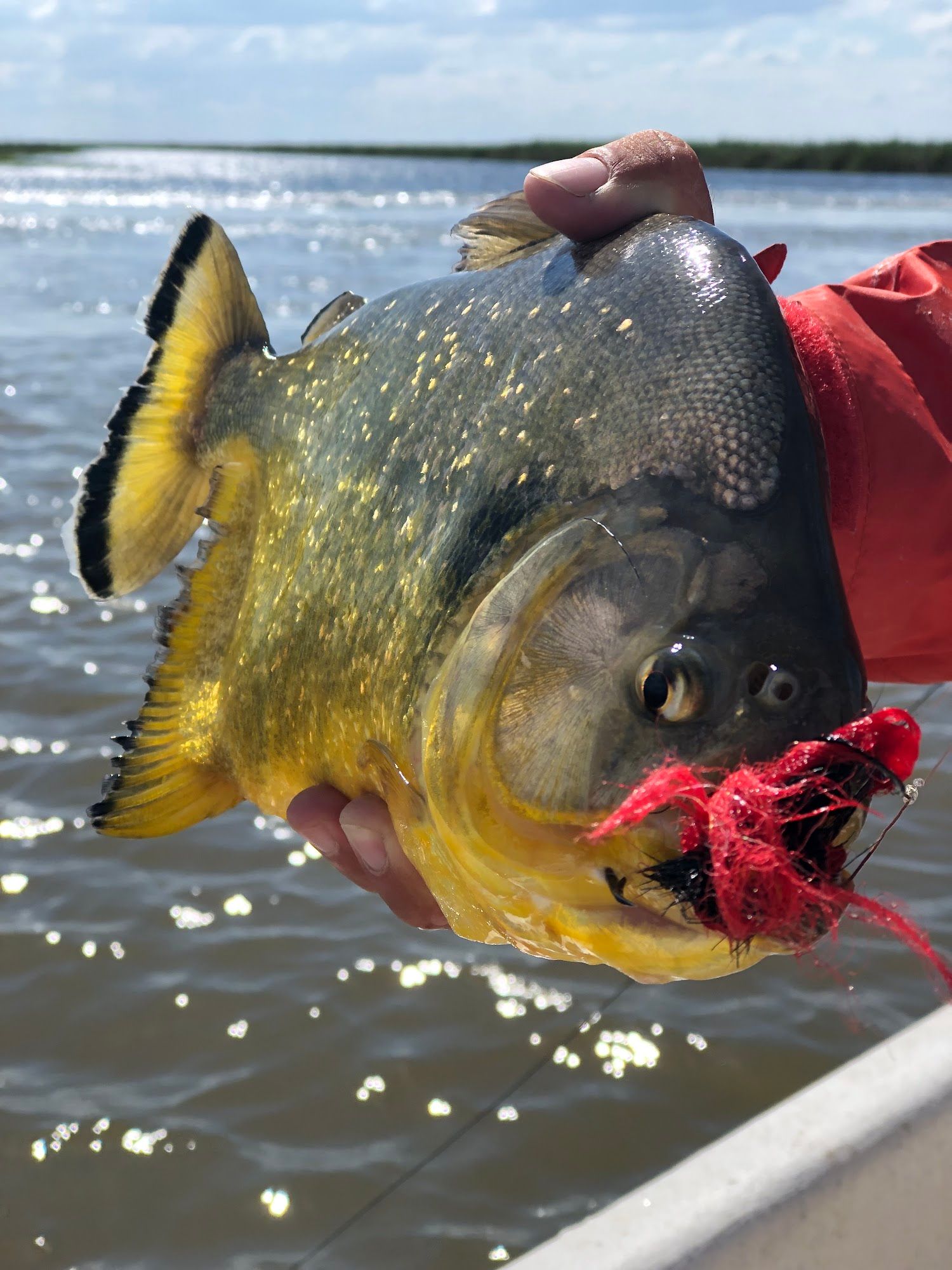 Golden Dorado River Cruiser