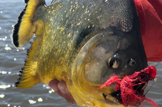 Golden Dorado River Cruiser