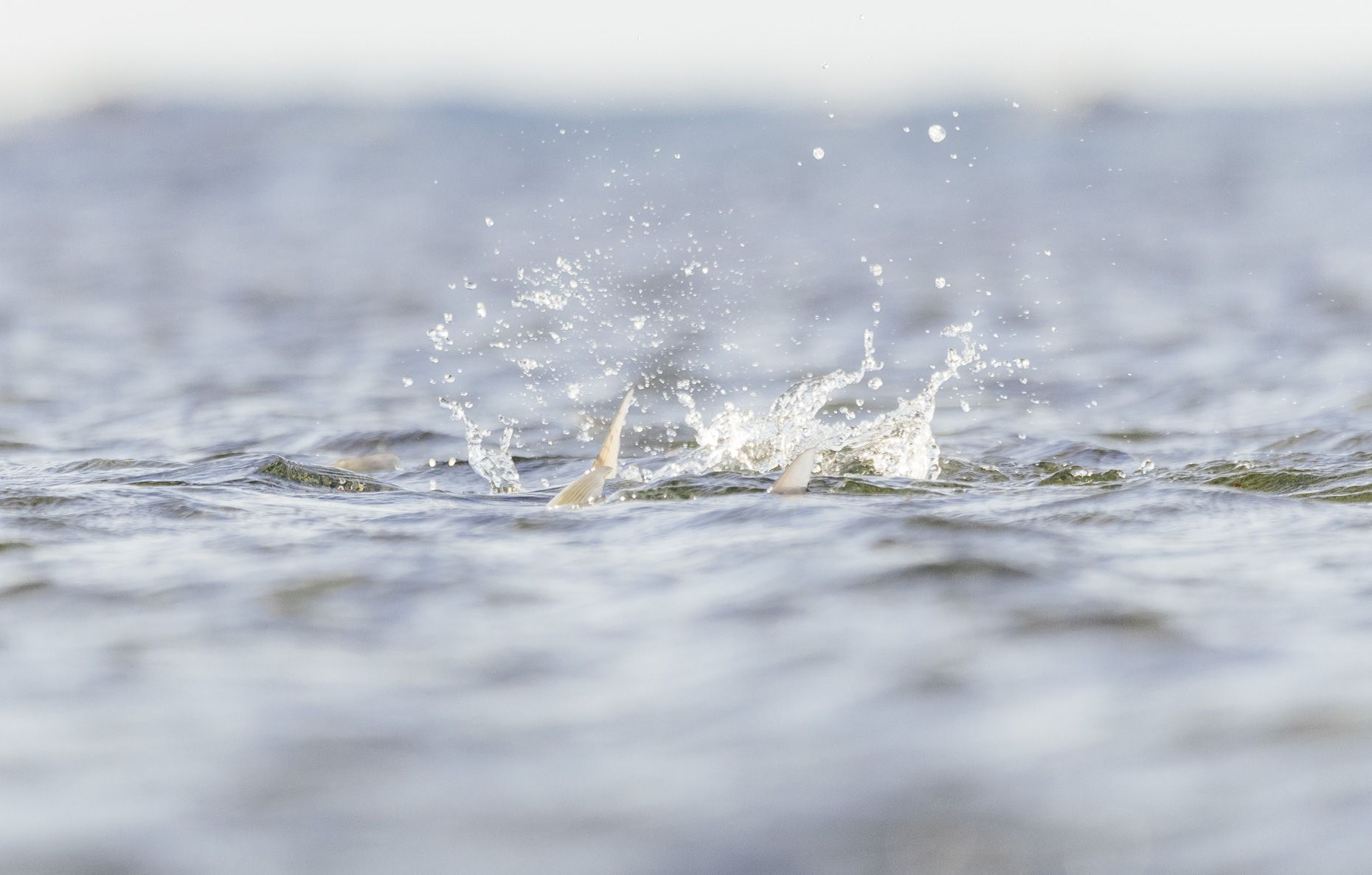 Fly Fish Guanaja
