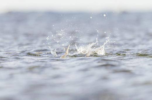 Fly Fish Guanaja