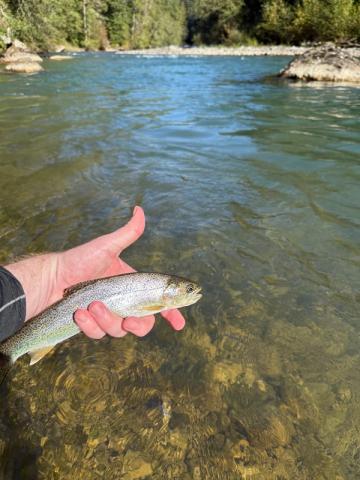 Rainbow Trout, Squamish BC