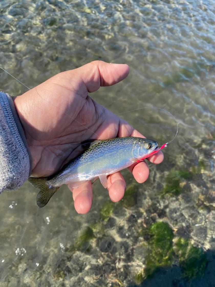 Rainbow Trout caught near Juneau, Alaska