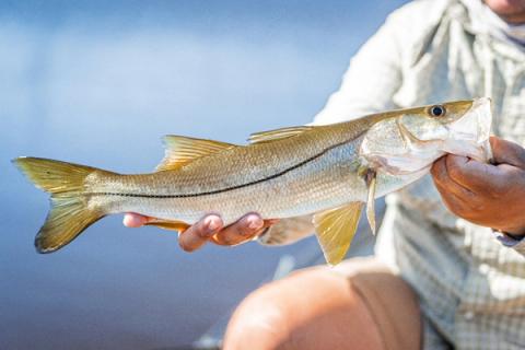 Snook, Florida