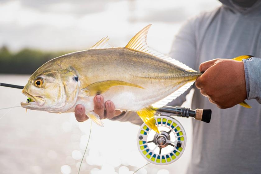 Jack Crevalle caught near Florida