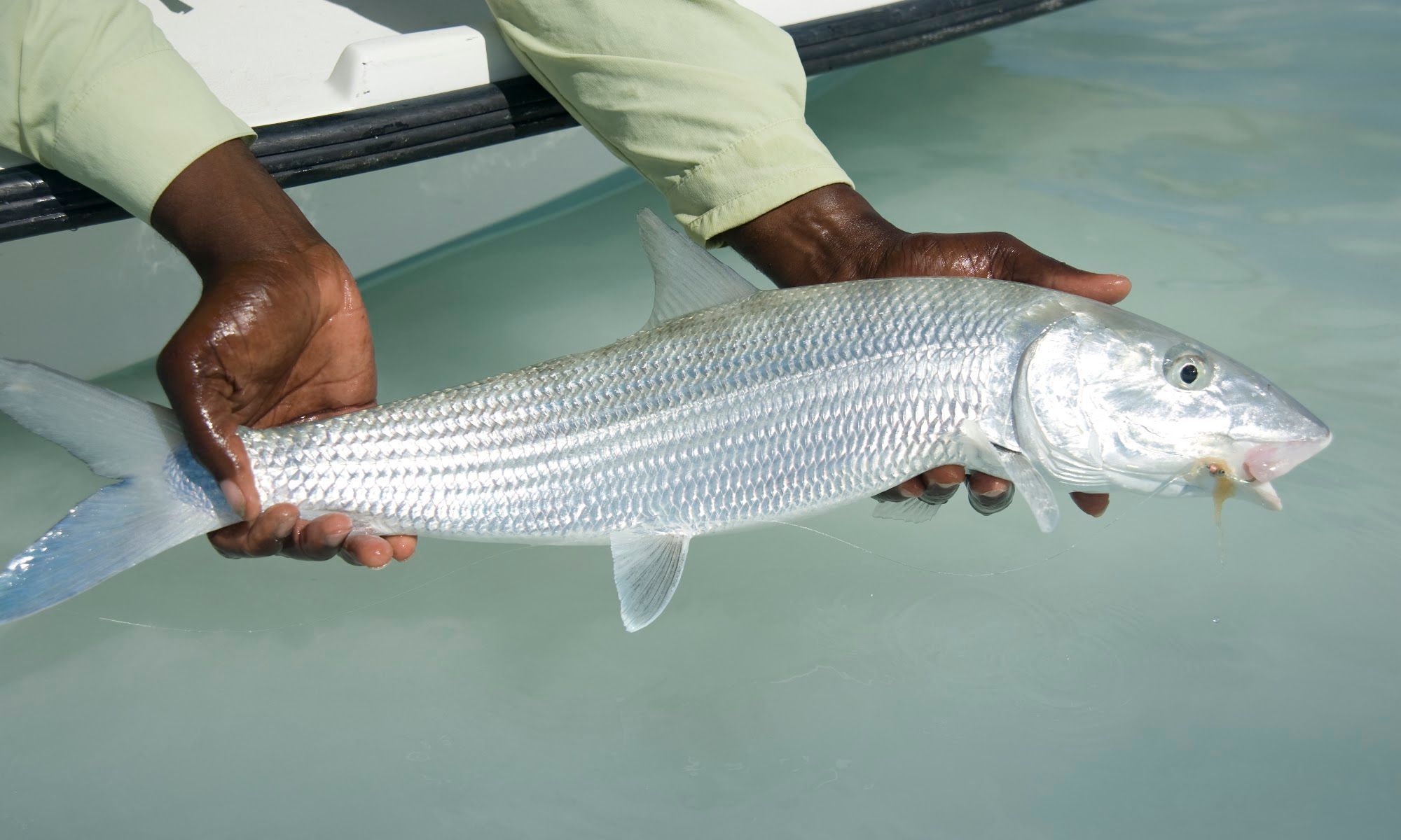 Mangrove Cay