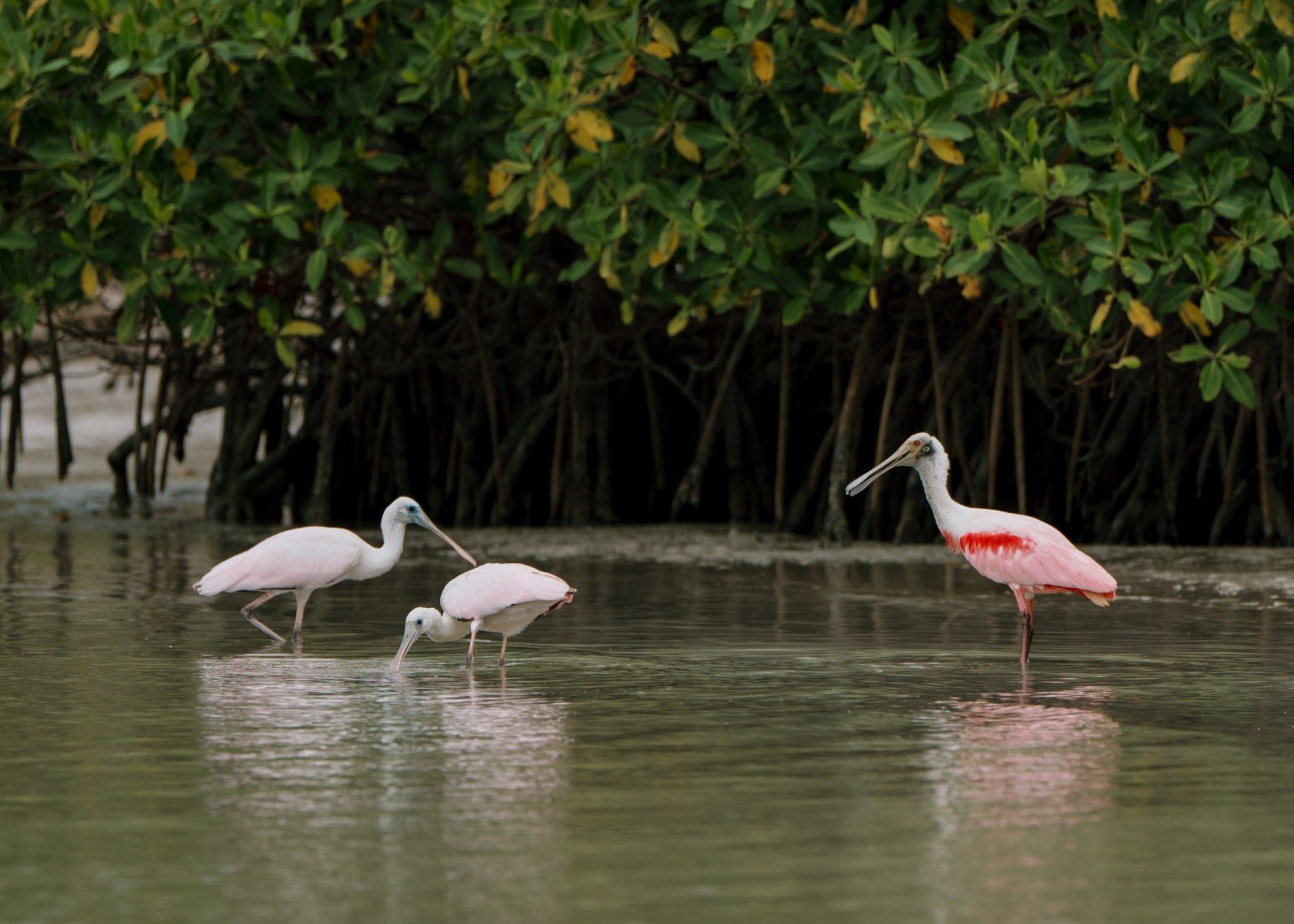 Palometa Club