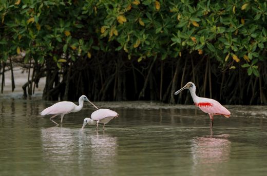 Palometa Club