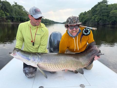 Arapaima, Pirarucu